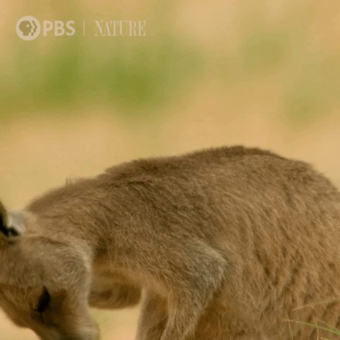 Bbc Australia GIF by Nature on PBS