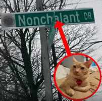 Cool Cat GIF