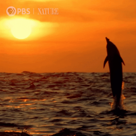 Leaping Pbs Nature GIF by Nature on PBS