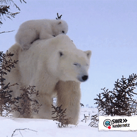 Polar Bear Baby GIF by SWR Kindernetz