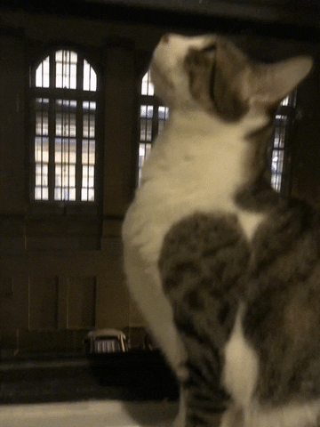 Not Looking At You Cat GIF