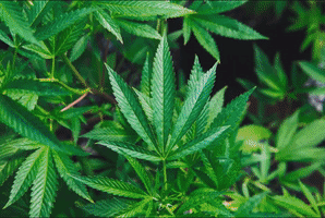 Cbd GIF