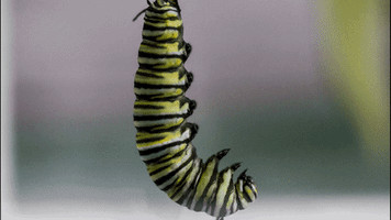 caterpillar GIF