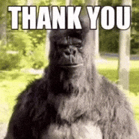Monkey-stare GIFs - Get the best GIF on GIPHY