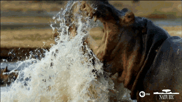 Pbs Nature Hippo GIF by Nature on PBS