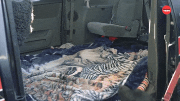 Trip Puppies GIF by BuzzFeed