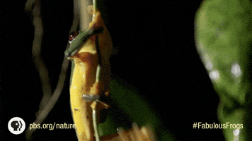 Pbs Nature Frogs GIF by Nature on PBS