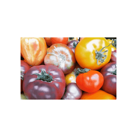 Comida Vegetable Sticker by Tomato Revolution seeds