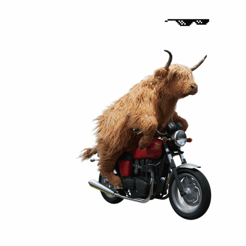 Rolling Highland Cow GIF by Virgin Media