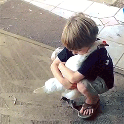 giphy.gif