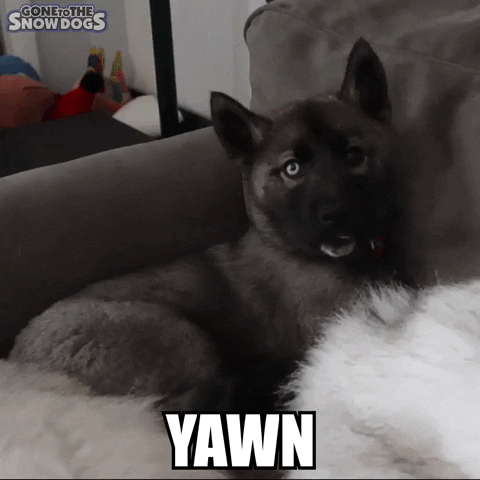 Tired Siberian Husky GIF by Gone to the Snow Dogs