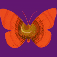 Butterfly GIF by Barbara Pozzi