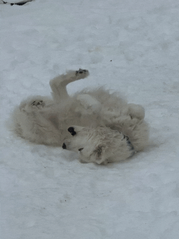 Rolling White Dog GIF