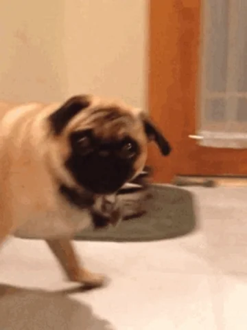 giphy.webp?cid=6c09b9528101cff01182f45a8
