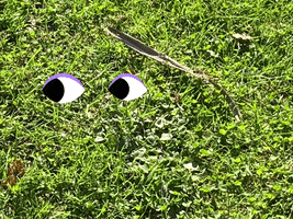 Qui Se Cache Dans Lherbe GIF