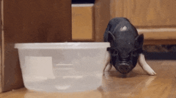 love and hip hop pig GIF by VH1