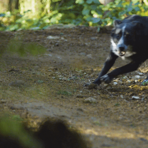 Dog Running GIF by IFHT Films
