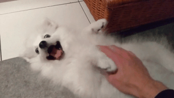 happy dog belly rub GIF