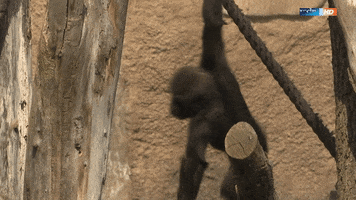 zoo ape GIF by Mitteldeutscher Rundfunk