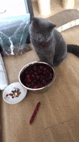 cherry cherries GIF