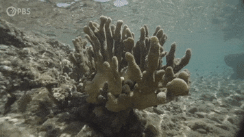 Climate Change Swimming GIF by PBS Digital Studios