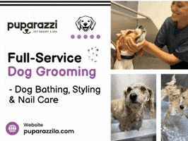 Dog Grooming Los Angeles GIF