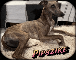 Pipszike GIF by Tuttobici