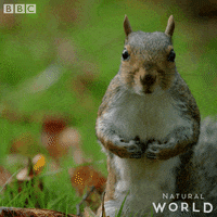 Angry Natural World GIF by BBC Earth