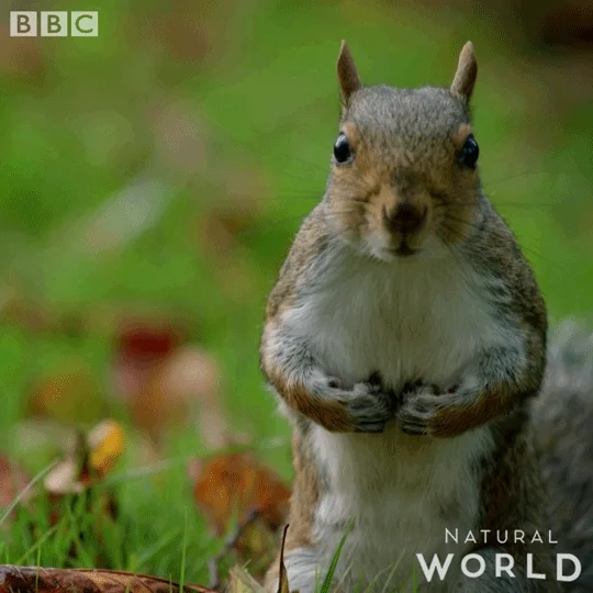 Angry Natural World GIF by BBC Earth
