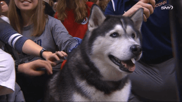 Uconn Yawn GIF