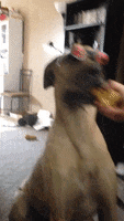 Dog Eyeball GIF by America's Funniest Home Videos