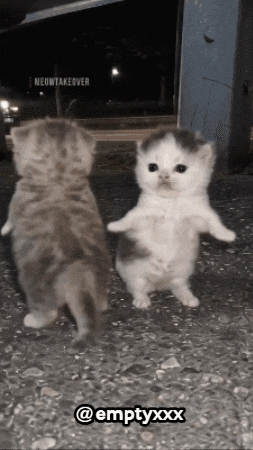 Dance Cats GIF