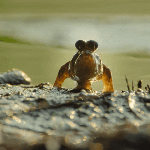 Hopping Fish Out Of Water GIF by NETFLIX