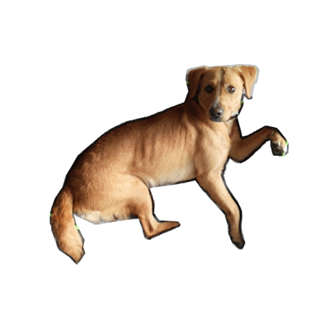 Dog Sticker