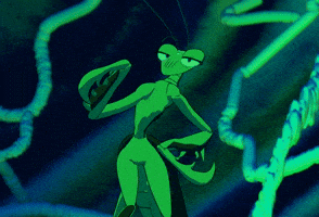 Praying Mantis Bug GIF