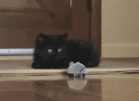 Cat Is Playing With Mouse Gifs Get The Best Gif On Giphy