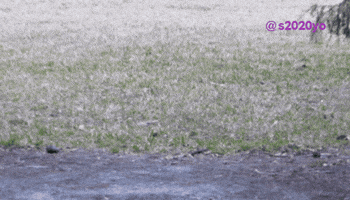 Bird Photography GIF