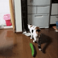 cat GIF by The Videobook