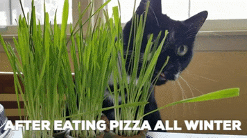 Tuxedo Cat Fitness Goals GIF by A Magical Mess