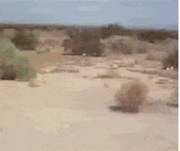 Tumbleweeds GIFs - Get the best GIF on GIPHY