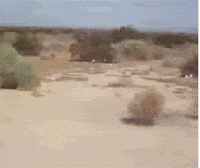 Tumbleweed Gifs Get The Best Gif On Giphy