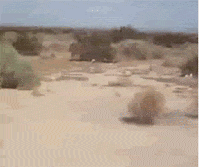 Tumbleweed GIFs - Get the best GIF on GIPHY