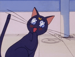Luna The Cat Gifs Get The Best Gif On Giphy