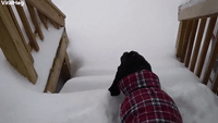 Pup Plows Down Snowy Steps