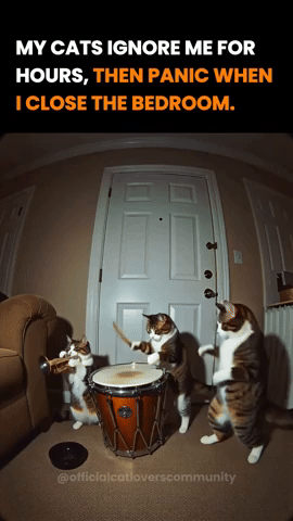 Cats GIF