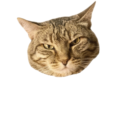 Amici di Chicco Sticker