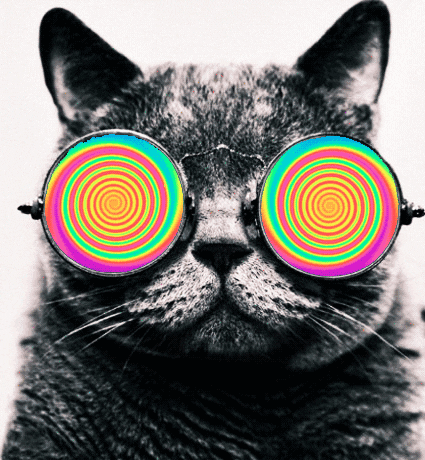 tripping cat gif
