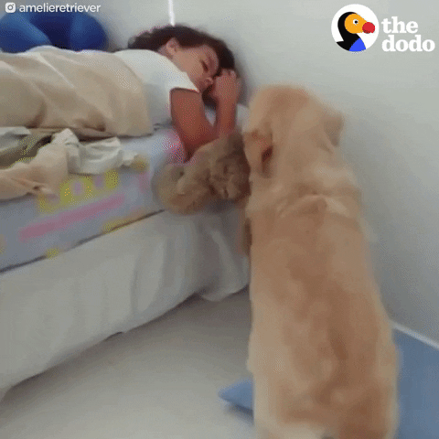 golden retriever dog wakes up little girl GIF by The Dodo