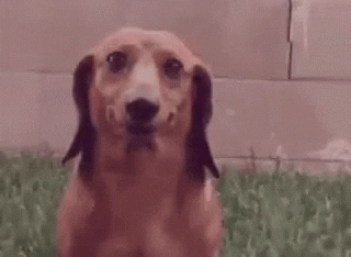 Dog Reaction GIF by MOODMAN - Find & Share on GIPHY