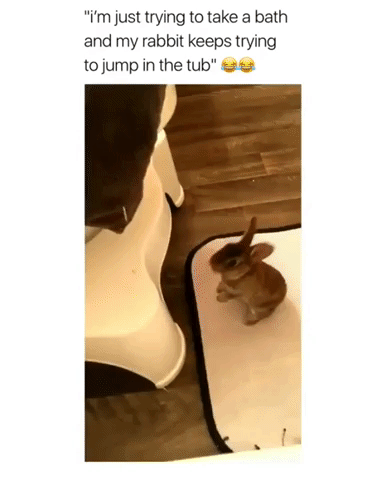 adorable bunny GIF